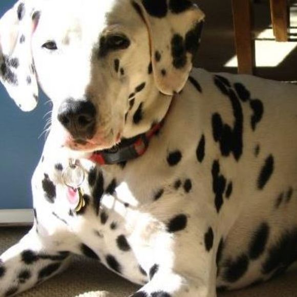 Meet your Posher, Jessica - Picture 1 of 1